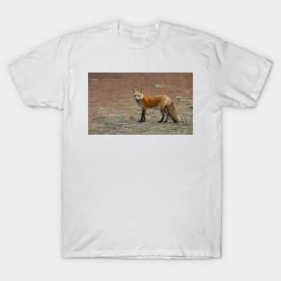 Red Fox - Algonquin Park, Canada T-Shirt